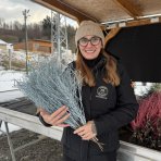 Vianočné čučoriedkové kytičky (Vaccinium corymbosum) - výška 50-70 cm - SVETLOMODRÉ